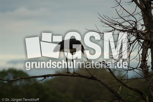 Marabu (3 von 33).jpg